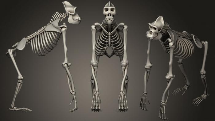 Anatomy of skeletons and skulls (ANTM_0564) 3D model for CNC machine